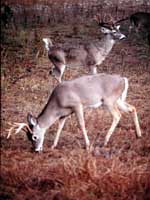 Most of the time when a buck is on the move, he will go through a funnel